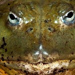 African bull frog